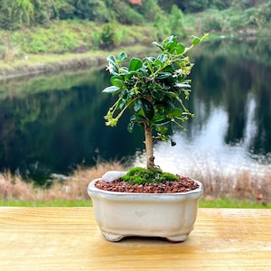 Fukien Tea Bonsai Tree Carmona retusa With Live Moss image 1