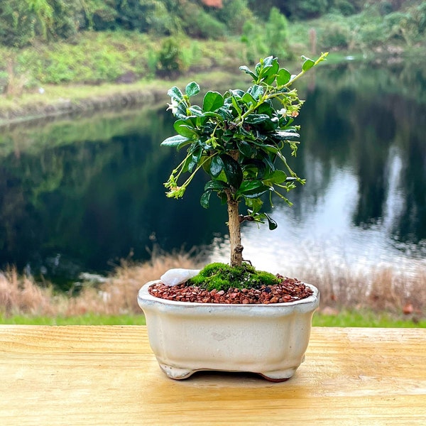 Fukien Tea Bonsai Tree - Carmona retusa - With Live Moss