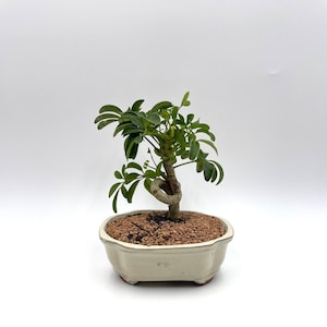 plant stands indoors Rattan Indoor Two-Tier Plant Stand, Natural