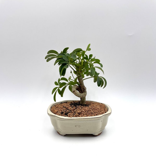 Bonsai Tree Live, Indoor Plant, White Pot, Coiled Umbrella Tree, Age 5 with decorative pebbles