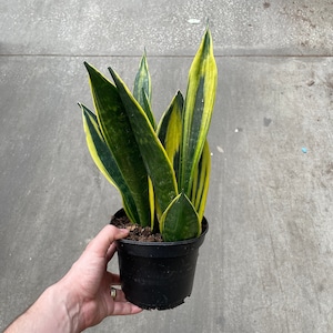 May include: A potted snake plant with green and yellow striped leaves. The plant is in a black plastic pot and is held by a person's hand. The plant is a popular houseplant known for its air-purifying qualities.
