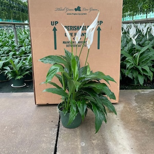 Peace Lily | Spathiphyllum | Indoor Houseplant | Air-Purifying | Low Light Tolerant | Summer Plant Sale | Fast Shipping