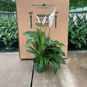 May include: A potted peace lily plant with white flowers. The plant is in a green pot and is sitting in front of a cardboard box with the text "Think Green Live Green" and a website address.