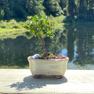 Cherry Bonsai Tree - Barbados Cherry - Malpighia Punicifolia - In a 4” Glazed Pot with Live Moss