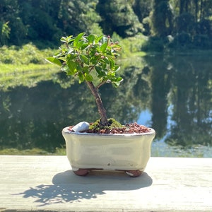 Barbados Weeping Cherry Bonsai Tree | Edible Fruit | Ceramic Pot