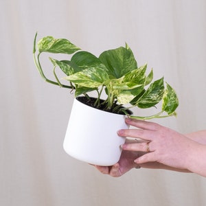 May include: A potted variegated pothos plant with green and white leaves in a white ceramic pot.