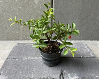 Pre Bonsai, Live Plants, Barbados Cherry, Malpighia emarginata, Age 4