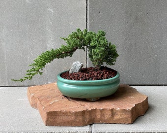 May include: A small green juniper bonsai tree with a cascading branch structure planted in a round, glossy teal ceramic pot. The soil is covered with dark red volcanic rock, and a single small grey stone sits near the base of the trunk.