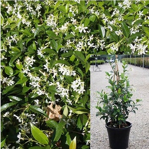 Premium Trachelospermum jasminoides Fragrant Jasmine Plant for Sale 1 Gallon Pot Blooming Flowers image 5