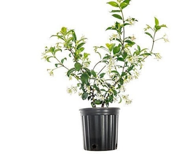Premium Trachelospermum Jasminoides Fragrant Jasmine Plant Etsy