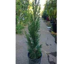 Italian Cypress  Tree - 1 Gallon - Cupressus Sempervirens - 2 Feet Tall and Up