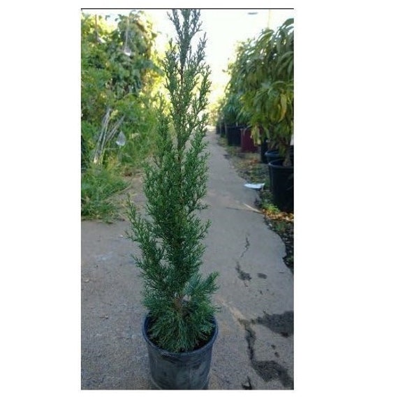 Italian Cypress  Tree - 1 Gallon - Cupressus Sempervirens - 2 Feet Tall and Up