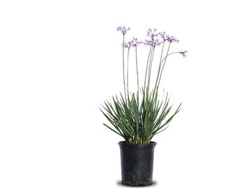 Society Garlic Plant | Tulbaghia violacea | Live Fragrant Perennial | 1 Gallon