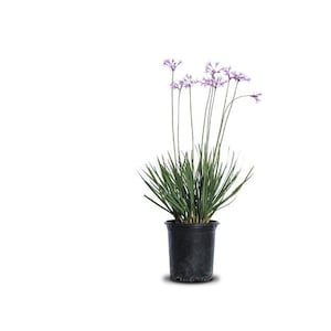 May include: A potted plant with long, green leaves and clusters of small, light purple flowers.