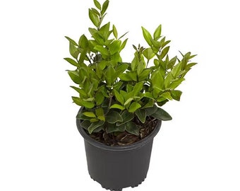 Wax Leaf Ligustrum Plant | Ligustrum japonicum 'Texanum' | Live Evergreen Shrub | 1 Gallon