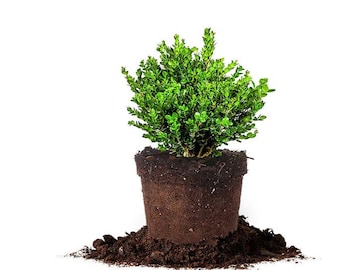Korean Boxwood Plant | 1 Gallon | Lush Green Foliage | Indoor/Outdoor Garden Decor