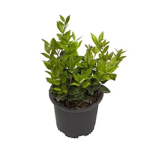 Ligustrum Japonicum Texanum Shrub Plant - 1 Gallon - Buy Three for Free Shipping - EXTRA LARGE