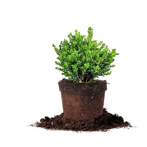 Korean Boxwood Plant | 1 Gallon | Lush Green Foliage | Indoor/Outdoor Garden Decor