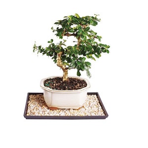 May include: A small green bonsai tree in a white ceramic pot with a brown tray filled with white stones.
