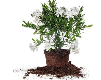1 Gallon Frost Proof Gardenia - Fragrant Gardenia Plant for Year-Round Blooms - 14” Height - Spend 35 dollars or more and Get FREE SHIPPING