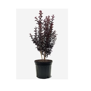Lagerstroemia Black Diamond - 3 Gallon | Hardy and Beautiful Shrubs for Your Garden, 3 1/2 feet tall