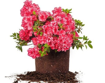 Beautiful Red Ruffle Azalea | Hardy Azalea Plant | 1 Gallon Size | Flowering Shrub | Garden Decor | Gift for Gardeners