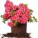 see more listings in the Gardening Plants section