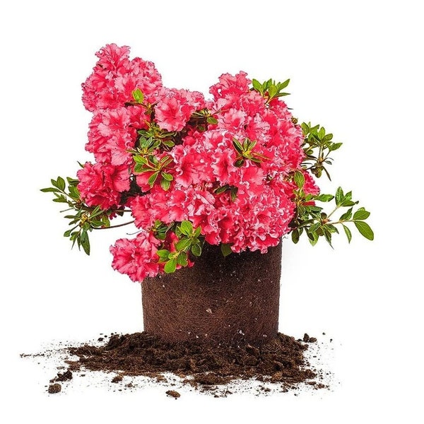 Beautiful Red Ruffle Azalea | Hardy Azalea Plant | 1 Gallon Size | Flowering Shrub | Garden Decor | Gift for Gardeners