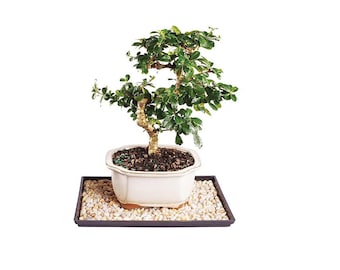 Large Fukien Tea Bonsai Tree in 8'' Pot w/ Humidity Tray indoor décor, White Flowering Fukien Tea Bonsai Tree, Bonsai Tree for Sale.