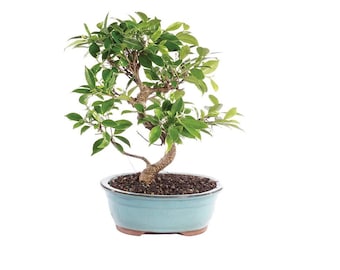Golden Gate Ficus Bonsai Tree with Humidity Tray and Decorative Pebbles - 8 Years Old, Imported from Vietnam - Free Shipping