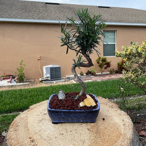 S-shaped Podocarpus Bonsai Tree: 10-year-old Plum Pine, 20'' Tall