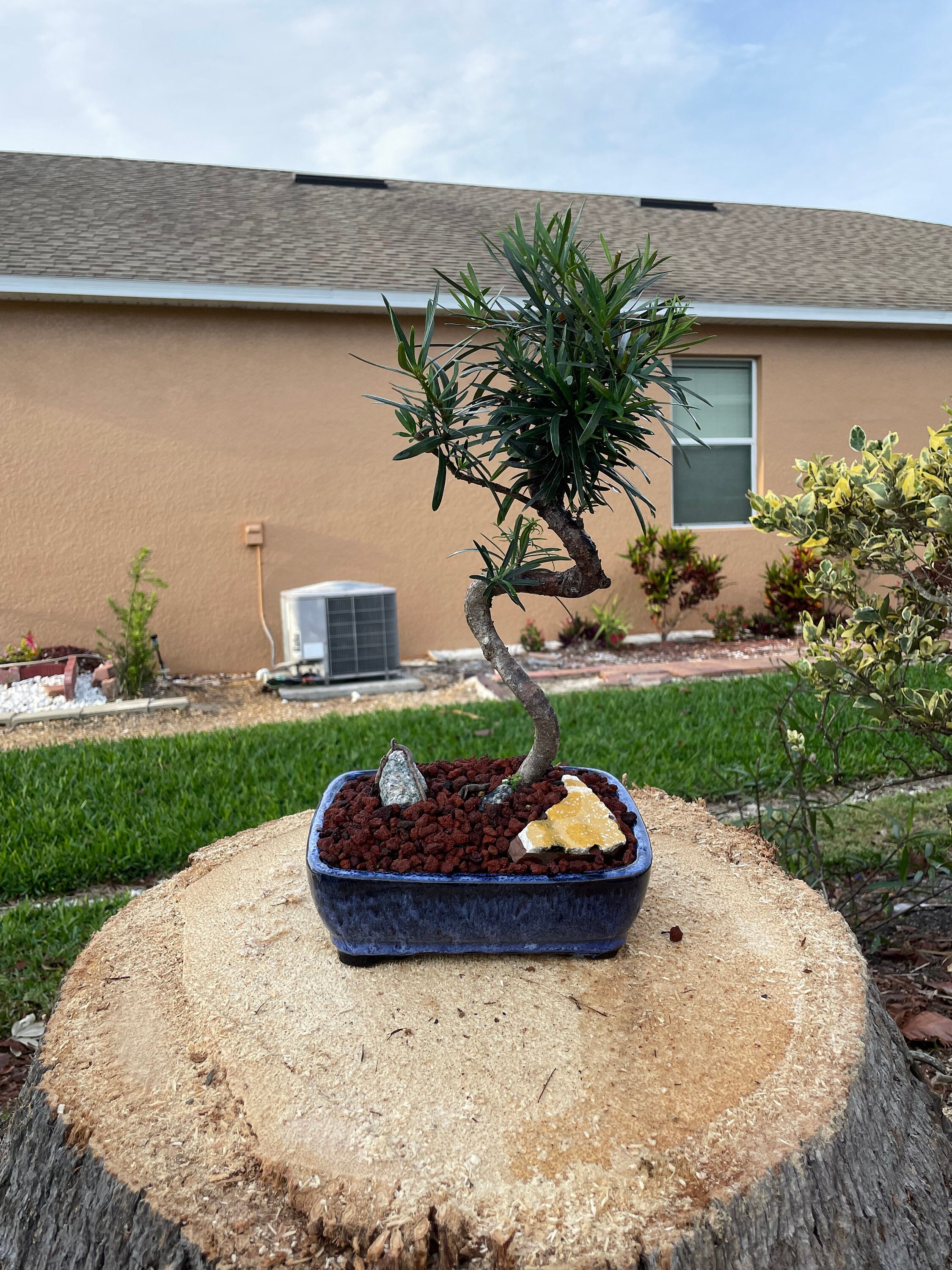 S-shaped Podocarpus Bonsai Tree: 10-year-old Plum Pine, 20'' Tall