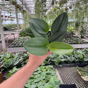 Scindapsus Moonlight – 4″ Pot, Silvery Variegated Leaves, Easy-Care Indoor Houseplant, Air-Purifying, Beginner Friendly