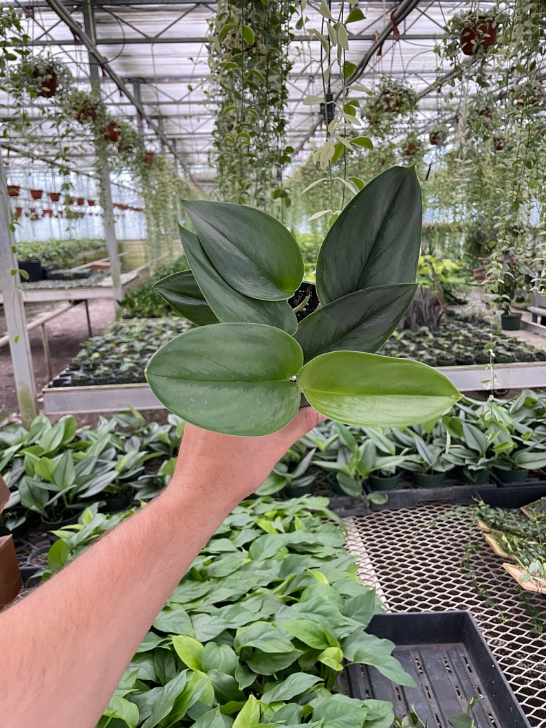 LJPlantNursery Scindapsus Moonlight - Thumbnail 2