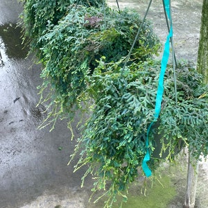 Rainbow Peacock Fern - Extra Long and Flushed - 8&#39;&#39; Hanging Basket