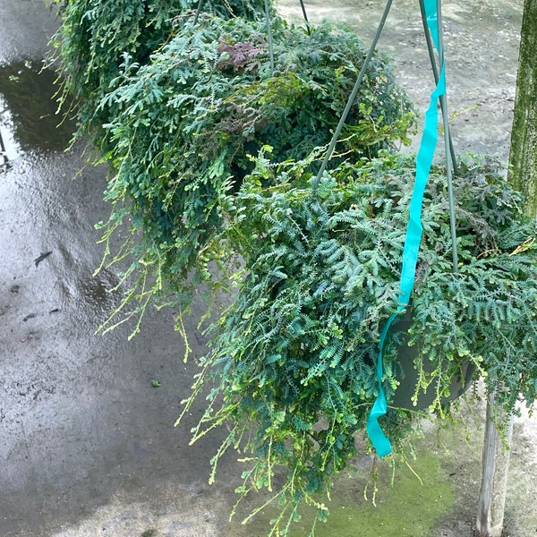 Rainbow Peacock Fern - Extra Long and Flushed - 8'' Hanging Basket