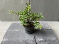 Pre Bonsai, Live Plants, Barbados Cherry, Malpighia emarginata, Age 4
