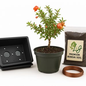 Pomegranate Bonsai Tree Kit, with Organic Soil and Bonsai Pot
