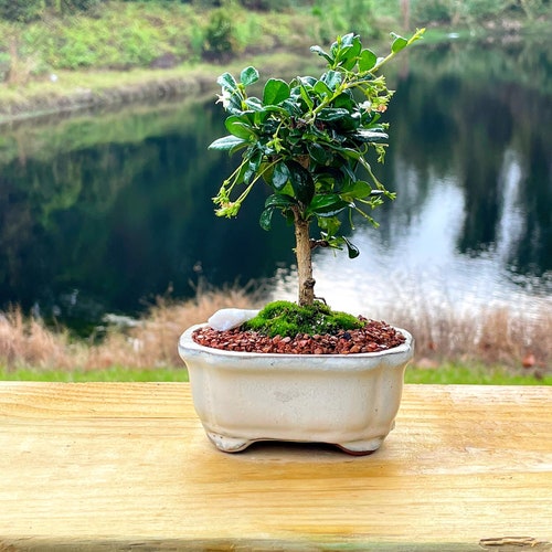 Fukien Tea Bonsai Tree - Carmona Retusa - With Live Moss - Etsy