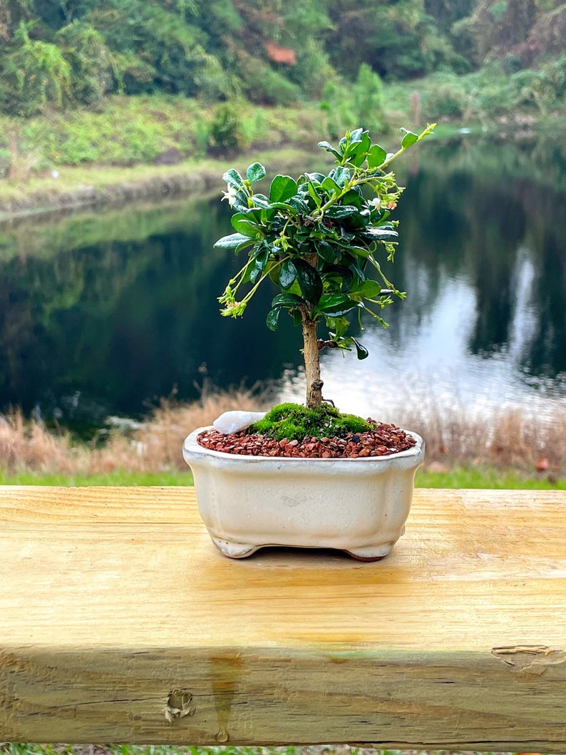 Fukien Tea Bonsai Tree Carmona retusa With Live Moss image 1