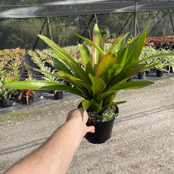 Bromeliad Martin - Big Green Plant