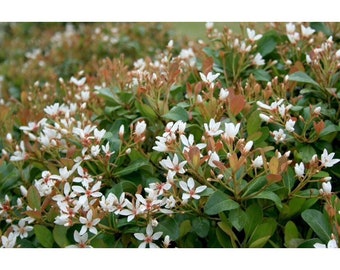 1 Gallon Raphiolepis Indica Alba: Indian Hawthorn Shrub - Etsy