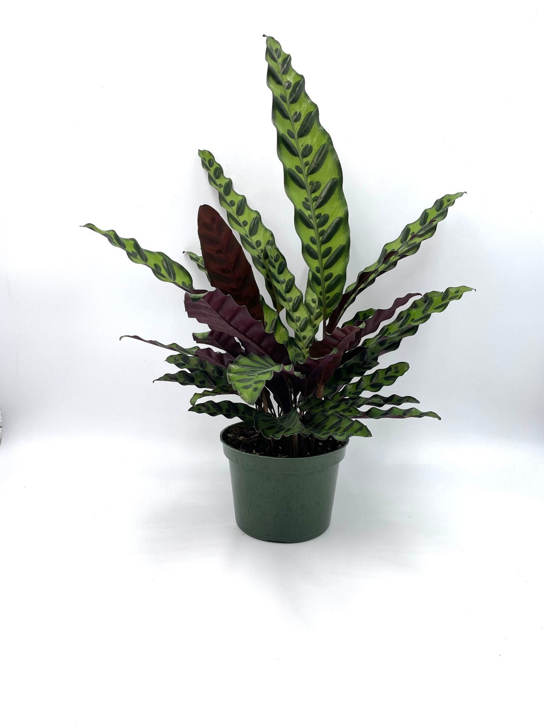 Calathea Lancifolia Rattlesnake Plant Indoor Houseplant Airpurifying
