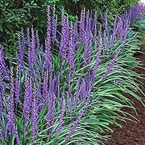 May include: A vibrant garden bed featuring a lush display of purple Liriope flowers. The tall, spiky blooms stand out against the backdrop of green foliage and a bed of brown mulch. The scene evokes a sense of natural beauty and tranquility.