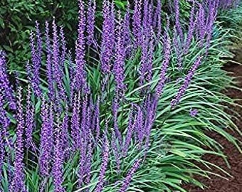 Silvery Sunproof Liriope muscari in 1 Gallon Pot - Drought-Tolerant Perennial