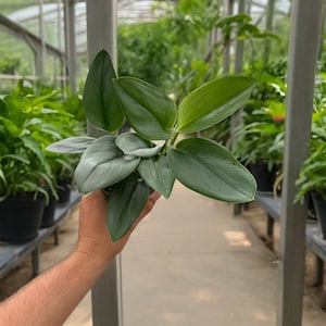 plants　サバティカル　マリポサ　L 即日発送 楽天市場】芝桜・スカーレットフレーム10Potセット（送料無料