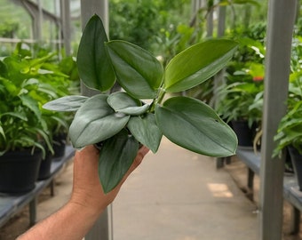 Moonlight Pothos Scindapsus – 4" Pot | Easy-Care Indoor Plant | Shiny Silver-Green Foliage | Holiday Houseplant Gift | Live Christmas Plant