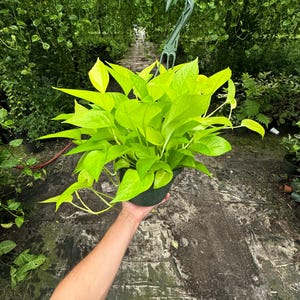 Detailed shot of Neon Pothos leaves, emphasizing their neon-green hue and smooth texture.