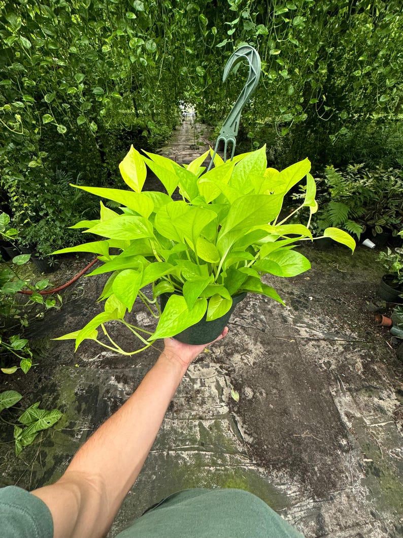 Detailed shot of Neon Pothos leaves, emphasizing their neon-green hue and smooth texture.