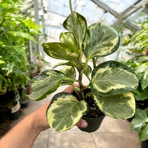May include: A small potted plant with green and yellow variegated leaves. The plant has a long, thin stem and is growing in a black plastic pot.